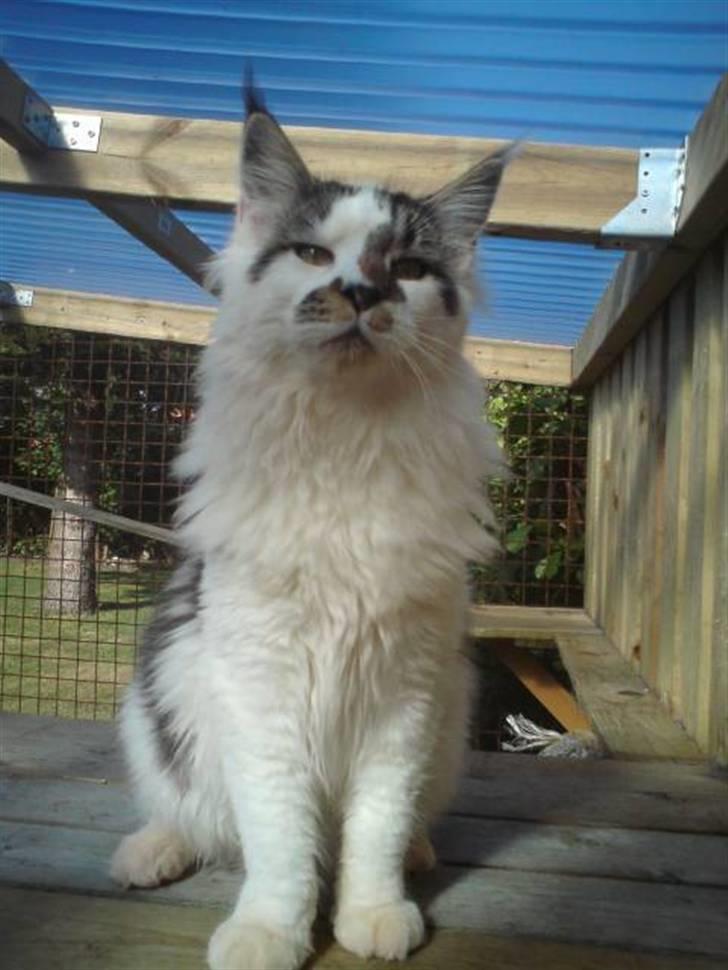 Maine Coon DK Ruscutter´s Xenius billede 4