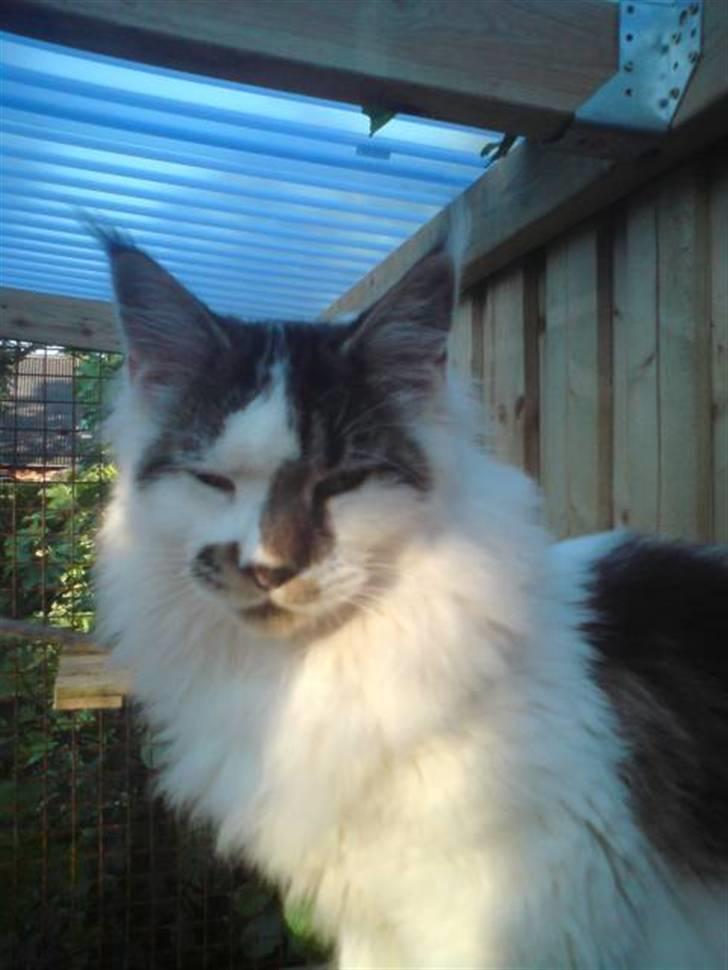 Maine Coon DK Ruscutter´s Xenius billede 5