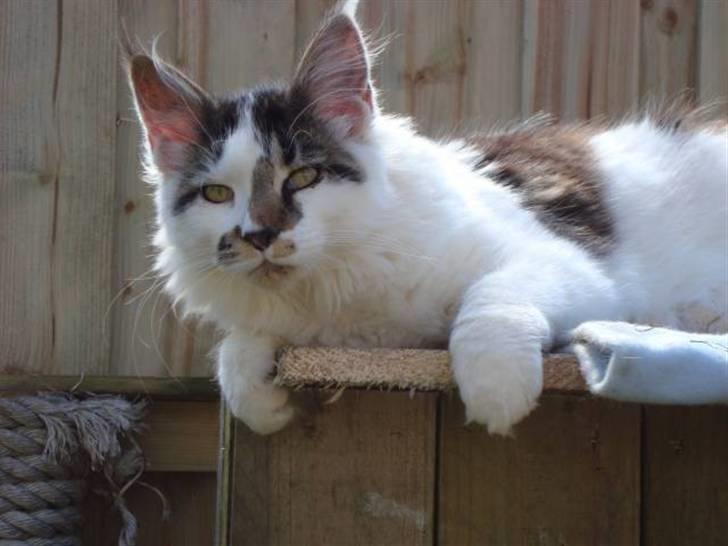 Maine Coon DK Ruscutter´s Xenius billede 6