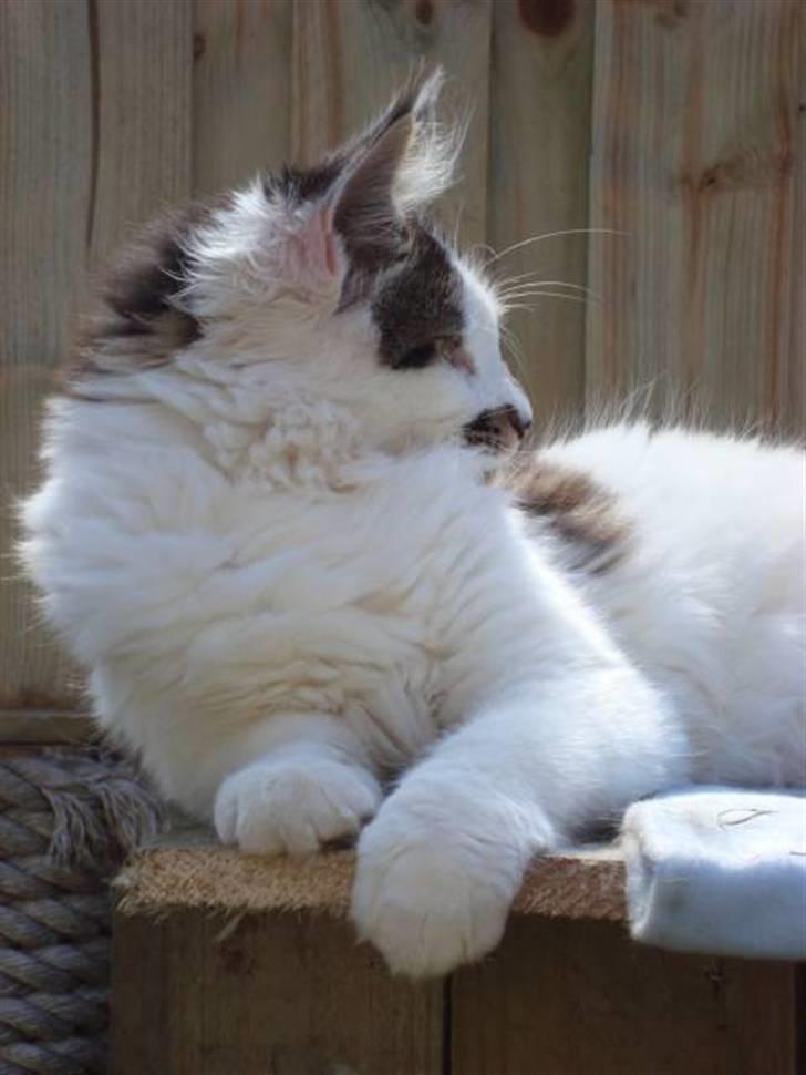 Maine Coon DK Ruscutter´s Xenius billede 7