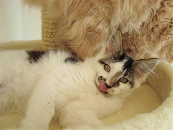 Maine Coon DK Ruscutter´s Xenius billede 8