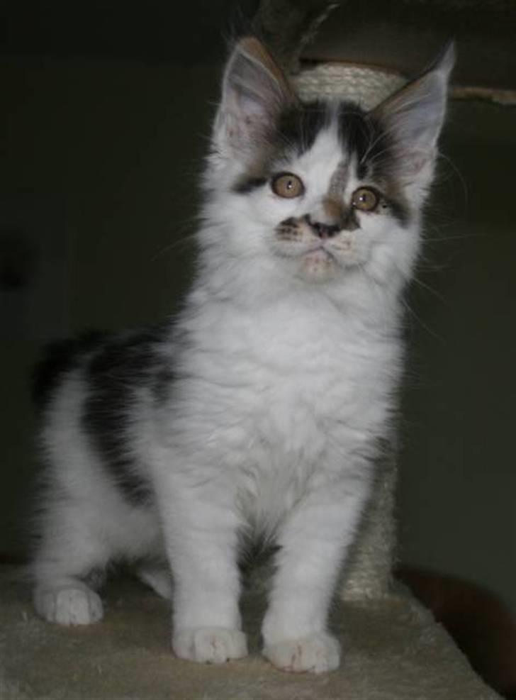 Maine Coon DK Ruscutter´s Xenius billede 9