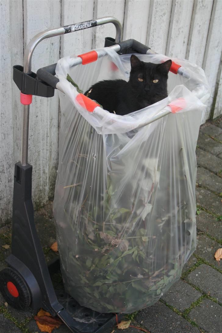 Blanding af racer Felix billede 7