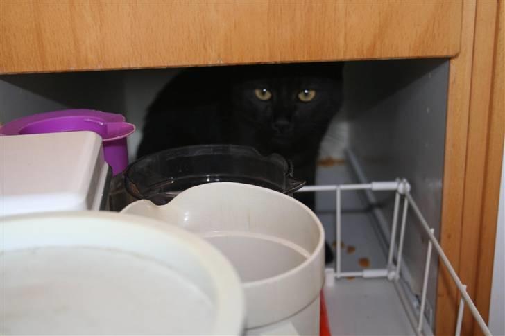 Blanding af racer Felix billede 8