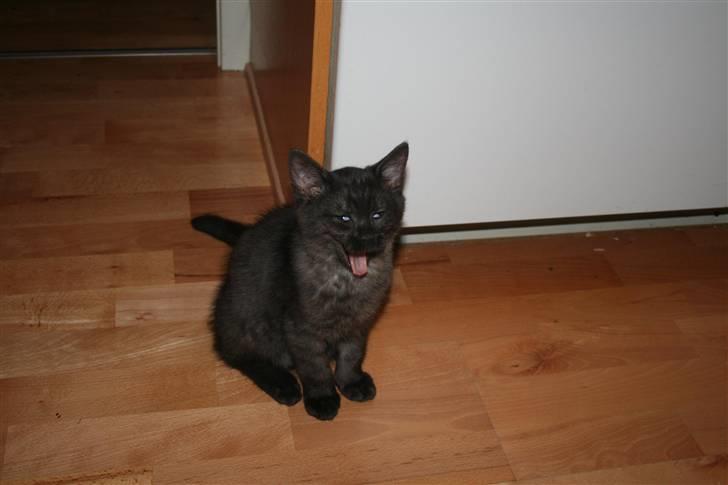 Blanding af racer Felix billede 9