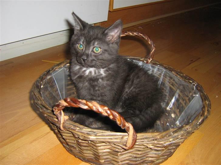 Blanding af racer Felix - jeg kan da snildt være i den her kurv - NU kan i tage mig med på skovtur! billede 10