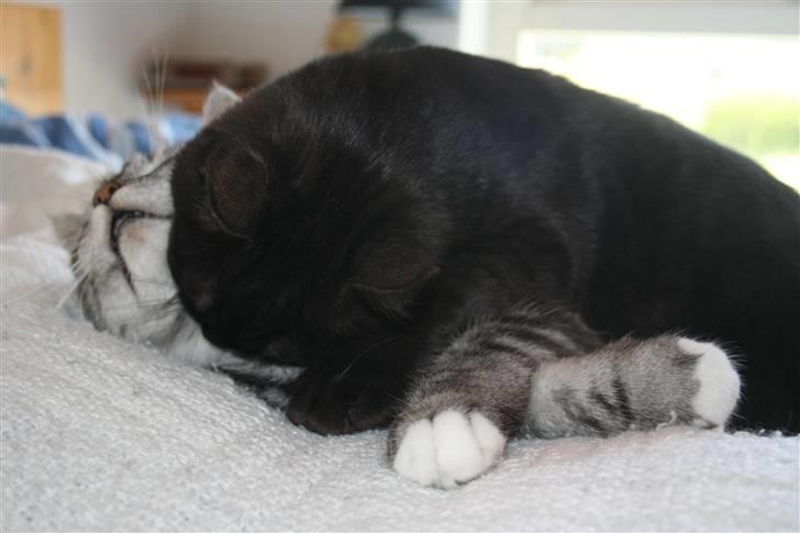 Blanding af racer Felix - jeg elskeeeeer dig moar : D billede 12