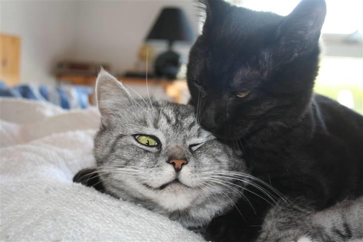 Blanding af racer Felix billede 13