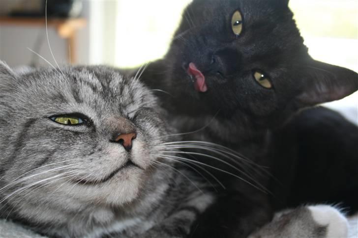 Blanding af racer Felix billede 14