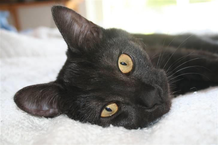 Blanding af racer Felix billede 16