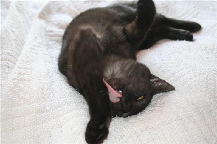 Blanding af racer Felix billede 17