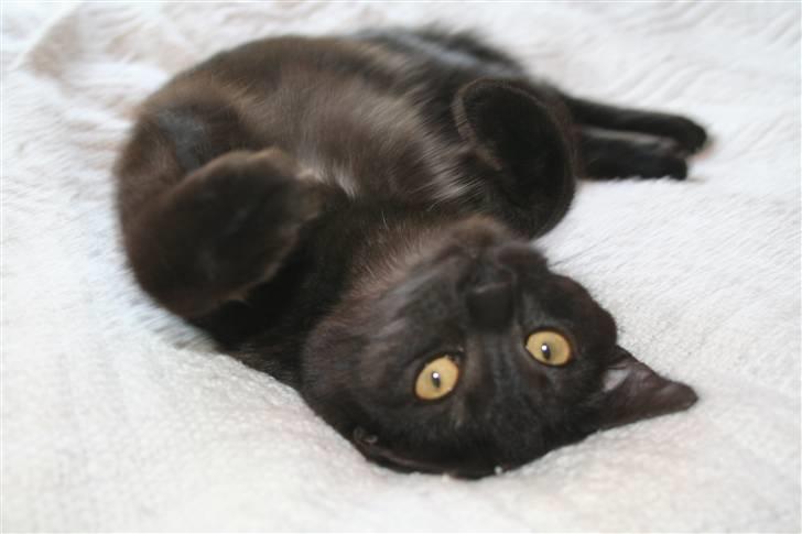 Blanding af racer Felix billede 18