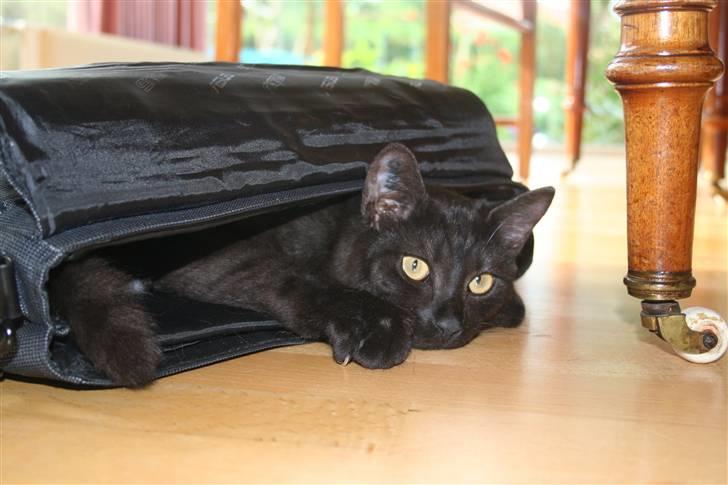 Blanding af racer Felix billede 20