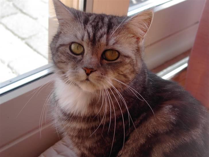 Blanding af racer Donna billede 6