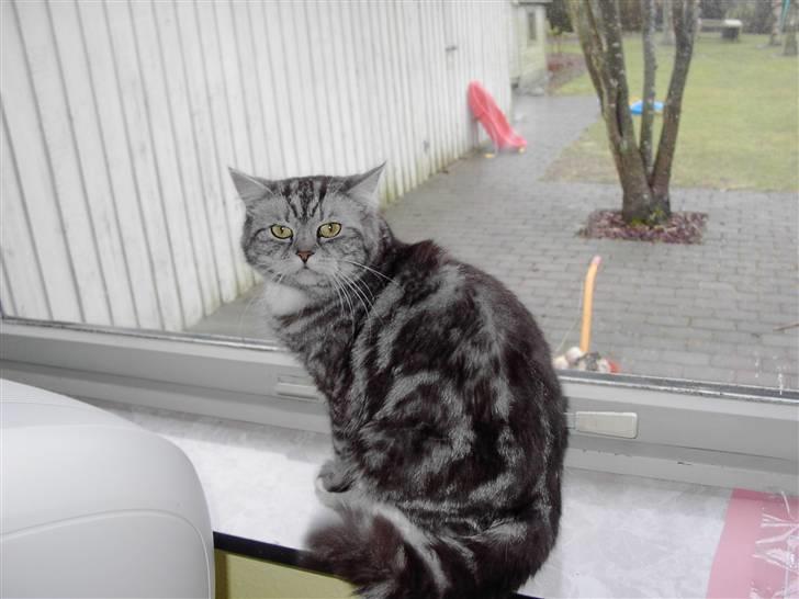 Blanding af racer Donna billede 7