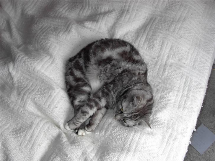 Blanding af racer Donna billede 8