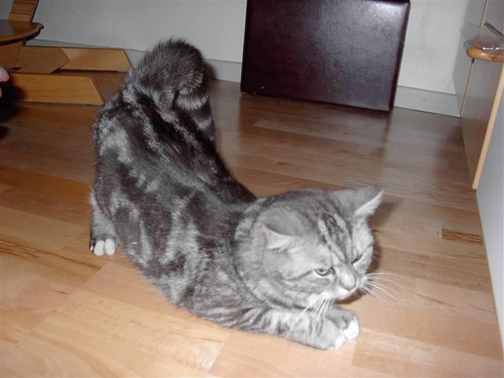 Blanding af racer Donna billede 9