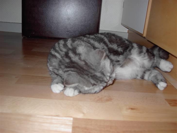 Blanding af racer Donna - her er Donna i løbetid :) billede 10