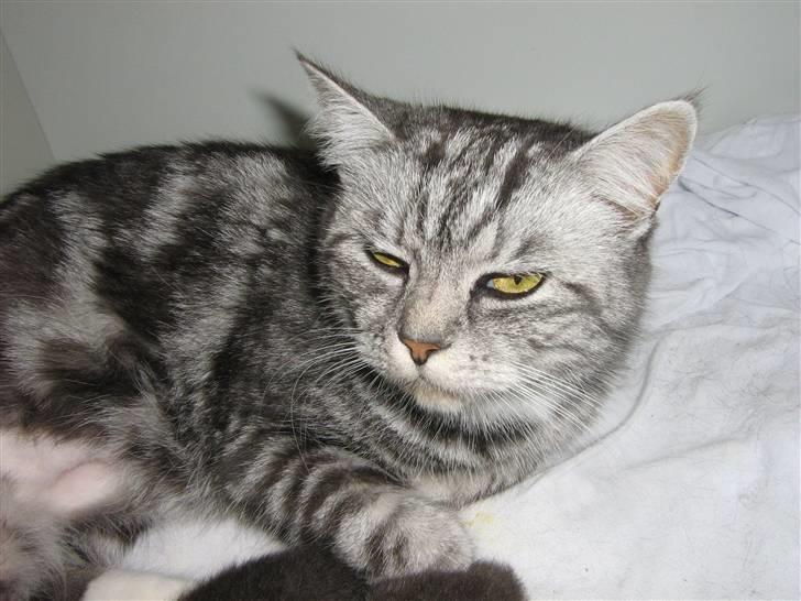 Blanding af racer Donna billede 11