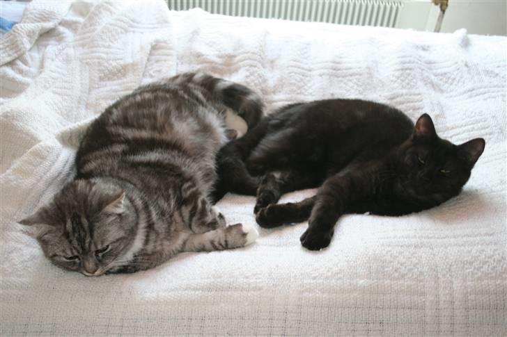 Blanding af racer Donna billede 12