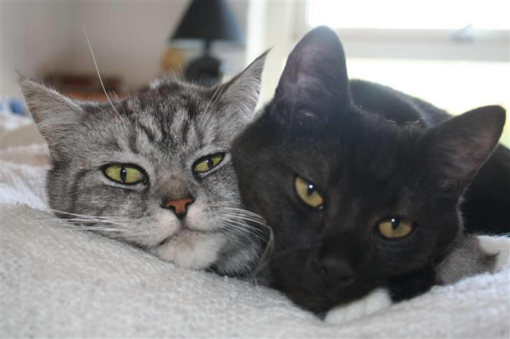 Blanding af racer Donna billede 13