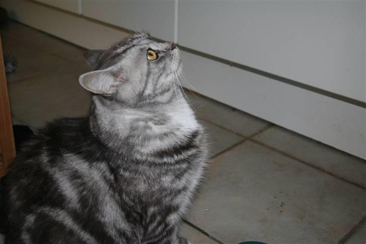 Blanding af racer Donna billede 14