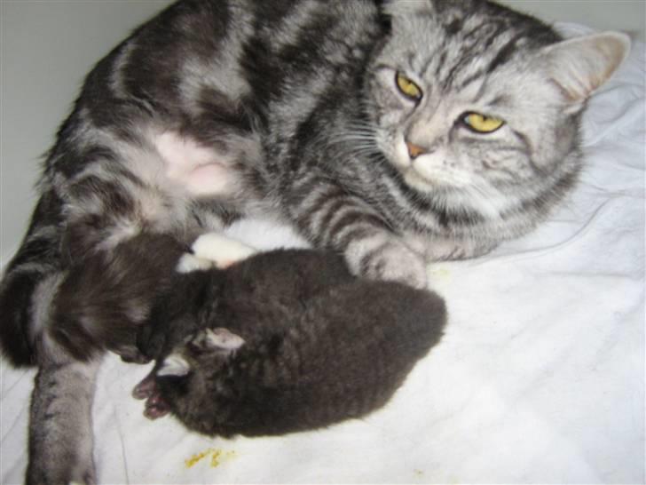 Blanding af racer Donna - her er Donna med sine næsten nyfødte killinger :) billede 15