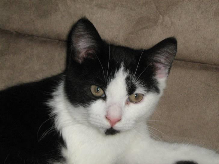 Blanding af racer scooter billede 2