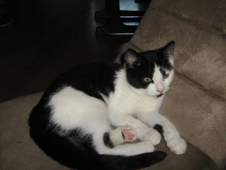 Blanding af racer scooter billede 3