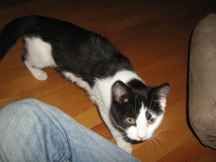 Blanding af racer scooter billede 4