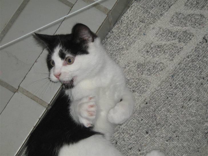 Blanding af racer scooter billede 5