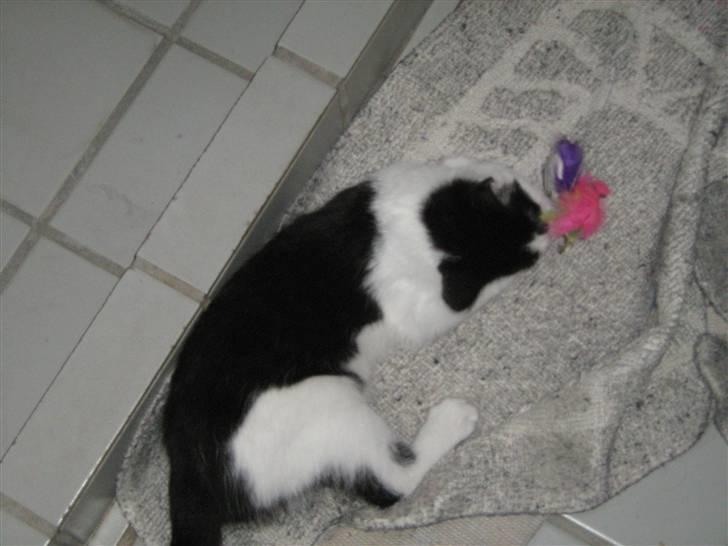 Blanding af racer scooter billede 6