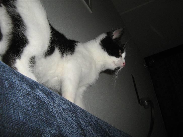 Blanding af racer scooter billede 8