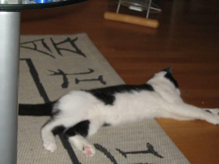 Blanding af racer scooter billede 9