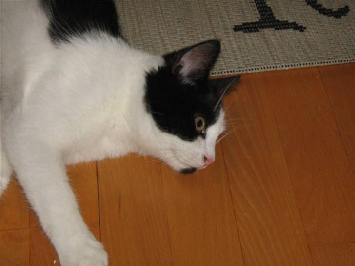 Blanding af racer scooter billede 10