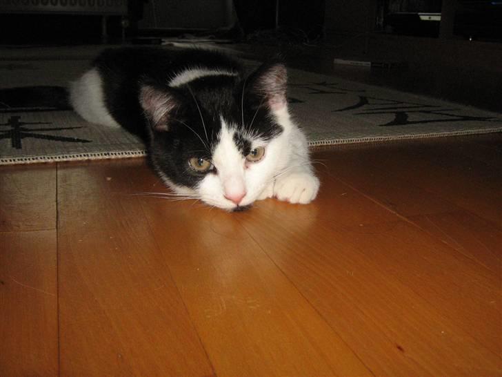 Blanding af racer scooter billede 11