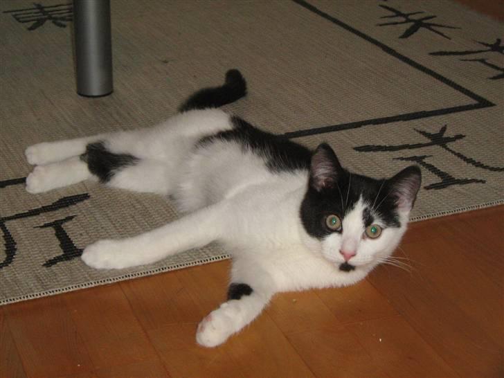 Blanding af racer scooter billede 12