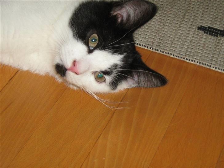 Blanding af racer scooter billede 13