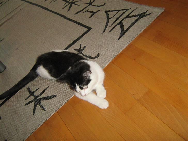 Blanding af racer scooter billede 14