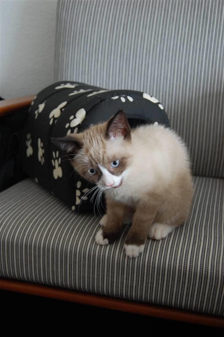 Huskat Lucca Lemon billede 3