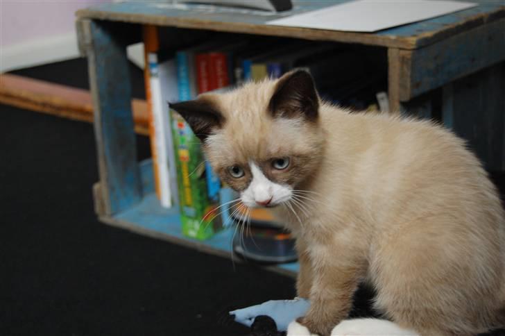 Huskat Lucca Lemon billede 4