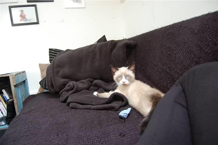 Huskat Lucca Lemon billede 5