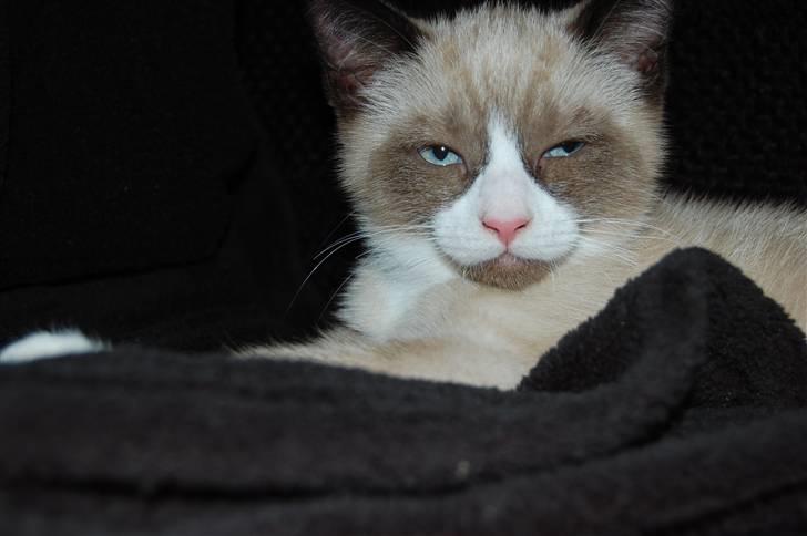 Huskat Lucca Lemon billede 6