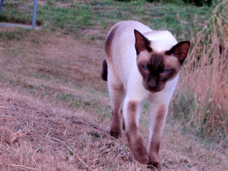 Siameser Felix billede 5