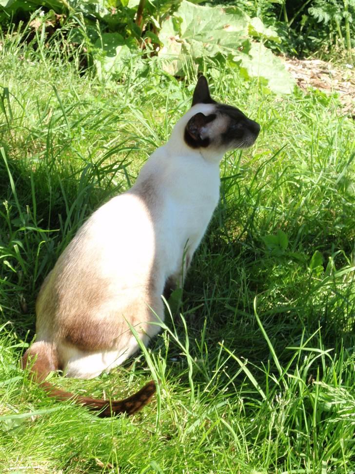 Siameser Felix billede 7