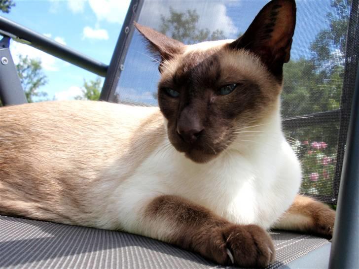 Siameser Felix billede 8