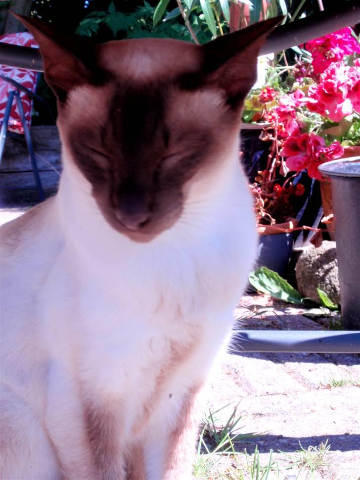 Siameser Felix billede 9