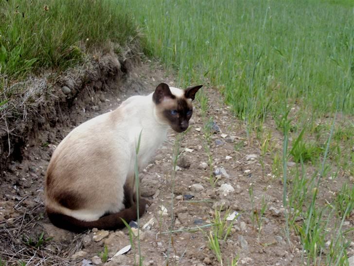 Siameser Felix billede 10