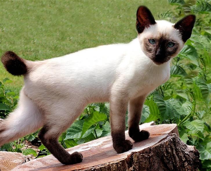 Siameser Pelle - Man ser meget bedre heroppe fra.  billede 1