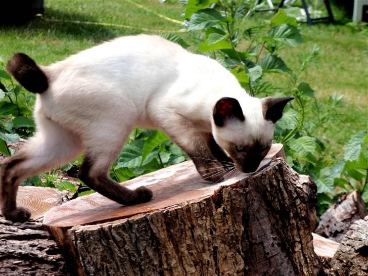 Siameser Pelle billede 2